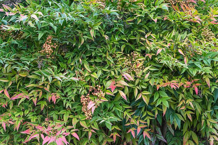 Heavenly bamboo 