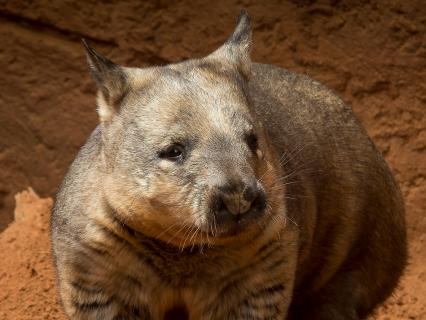 Southern hairy-nosed wombat