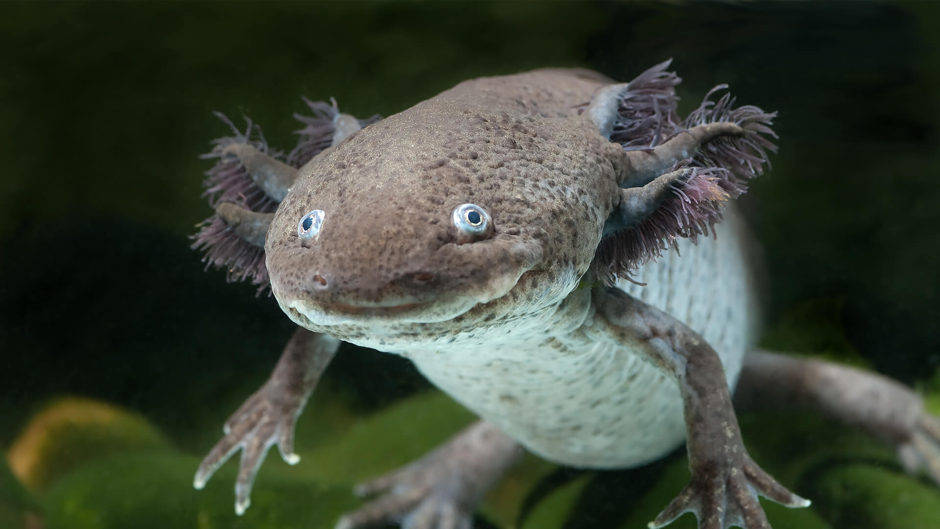 Gray axolotl floating in an aquarium.