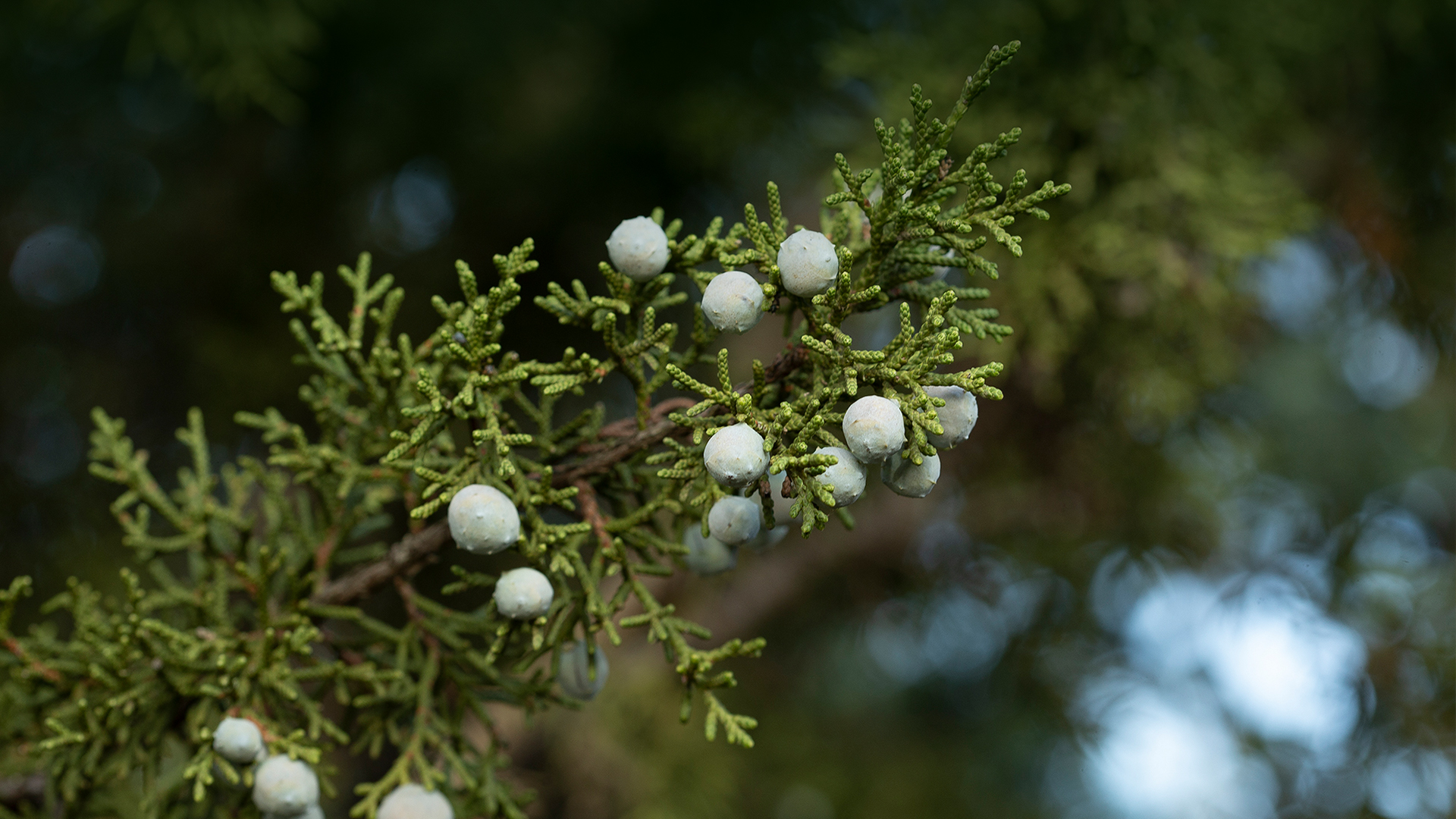 California Juniper berries.
