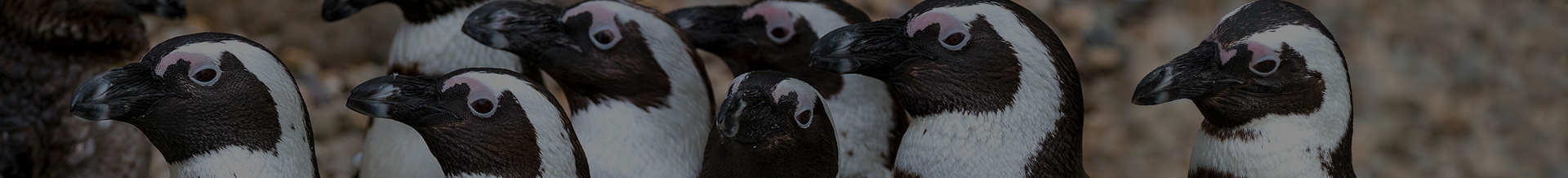 Penguins in a row.