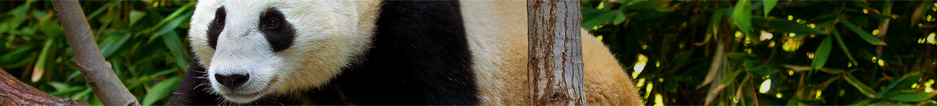 Giant panda