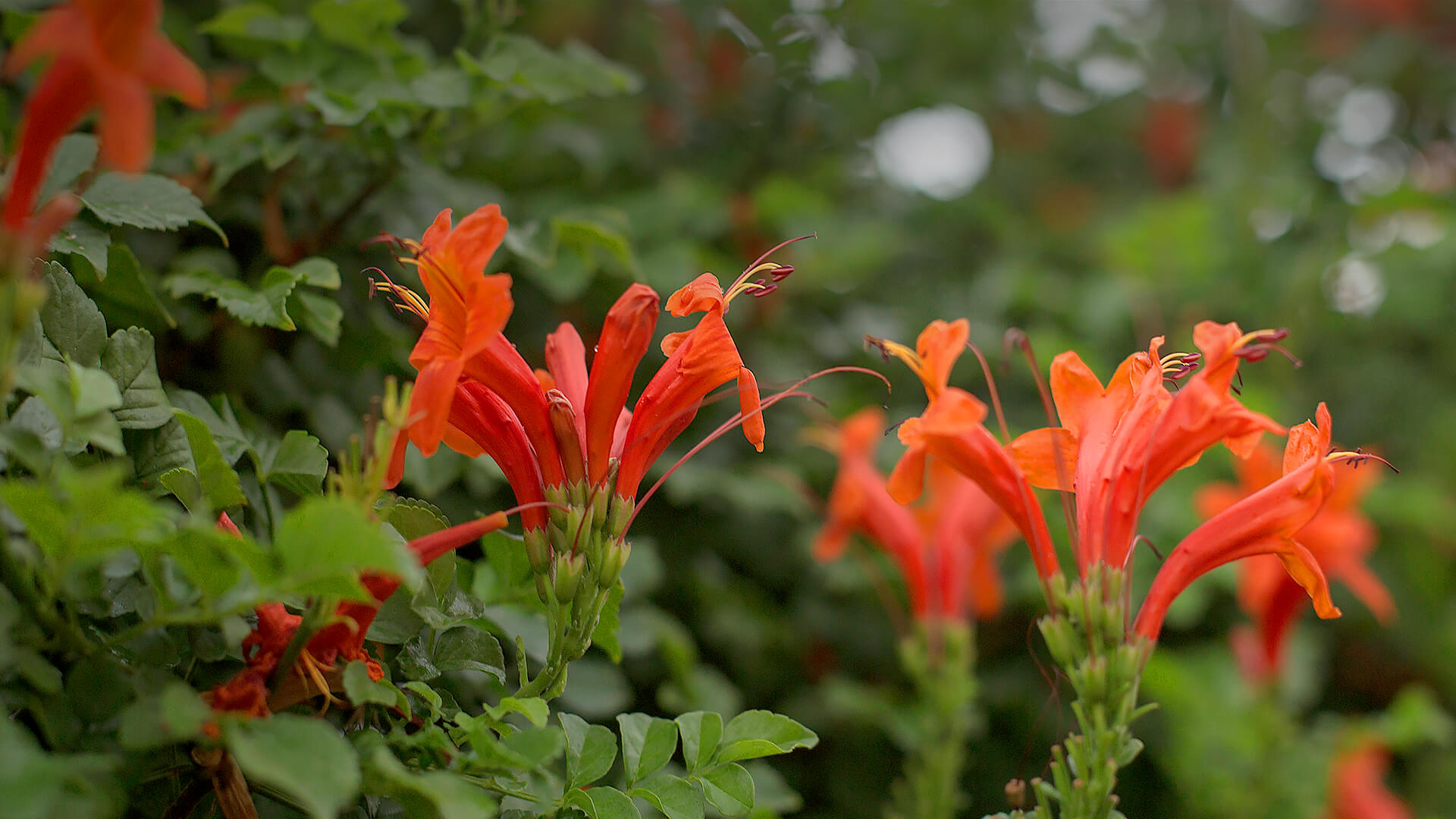 Cape honeysuckle