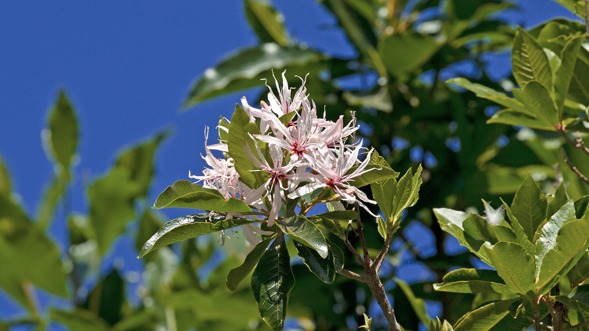 Cape chestnut blooms