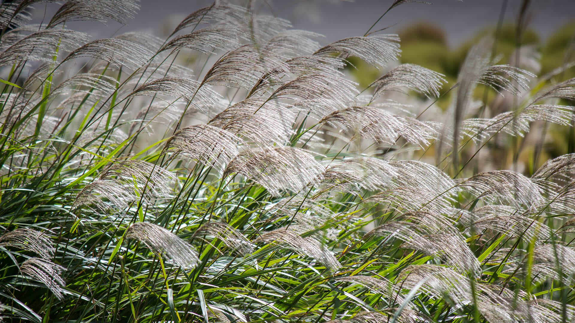 Chinese silver grass