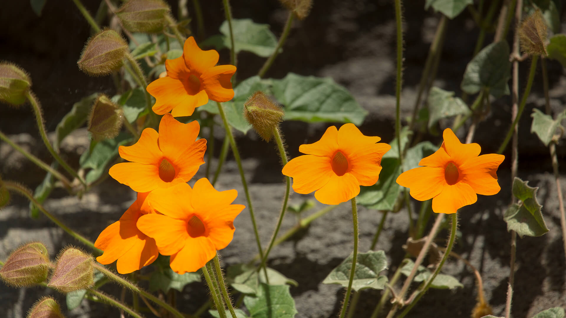 Orange clock vine