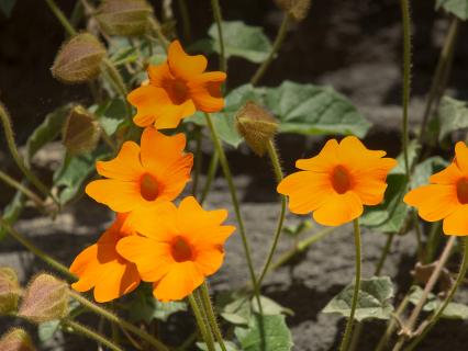Orange clock vine