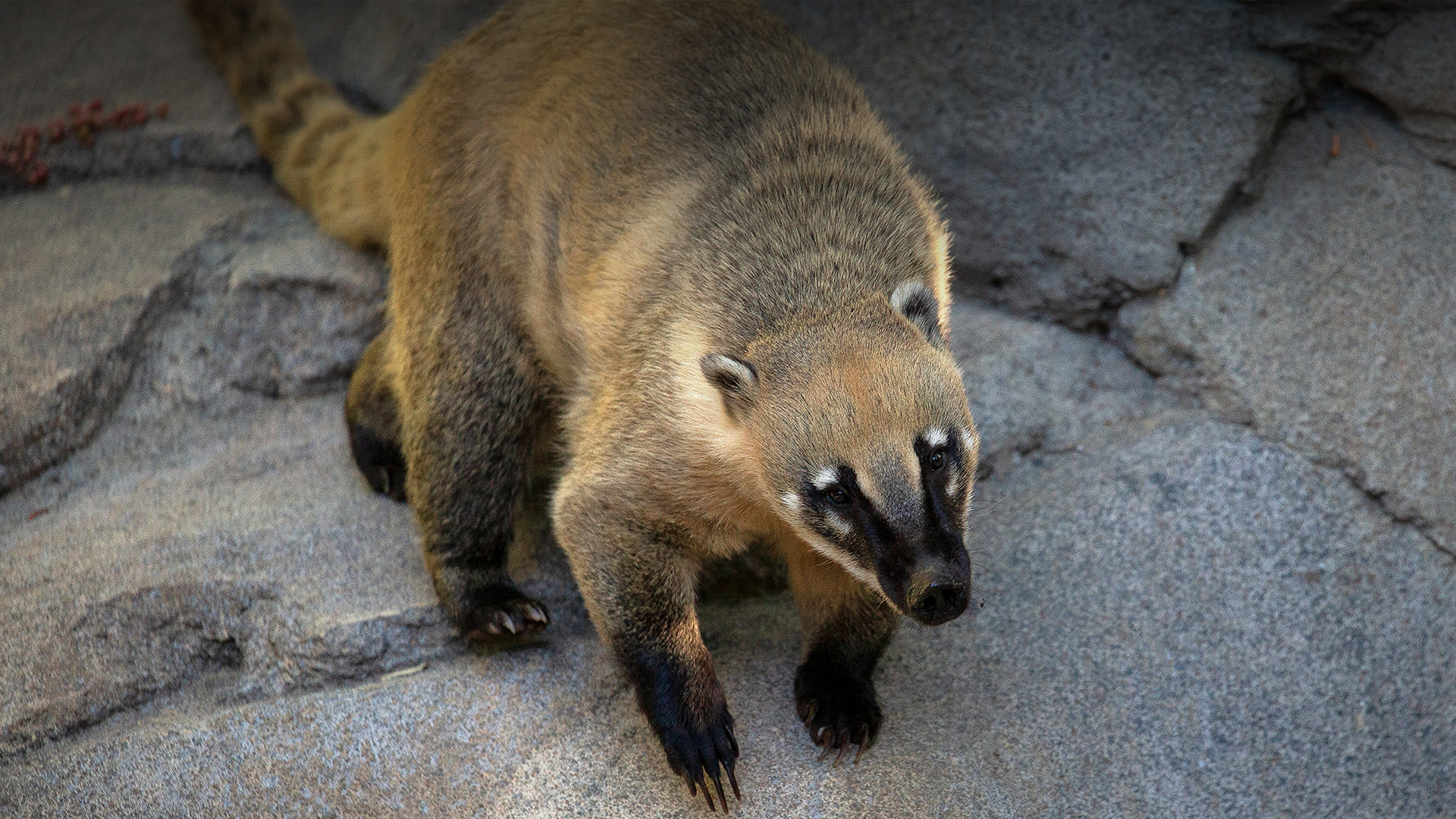 Coati climbing down a rock boulder.