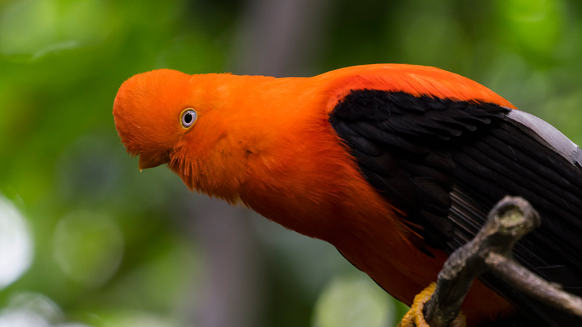 Male cock-of-the-rock