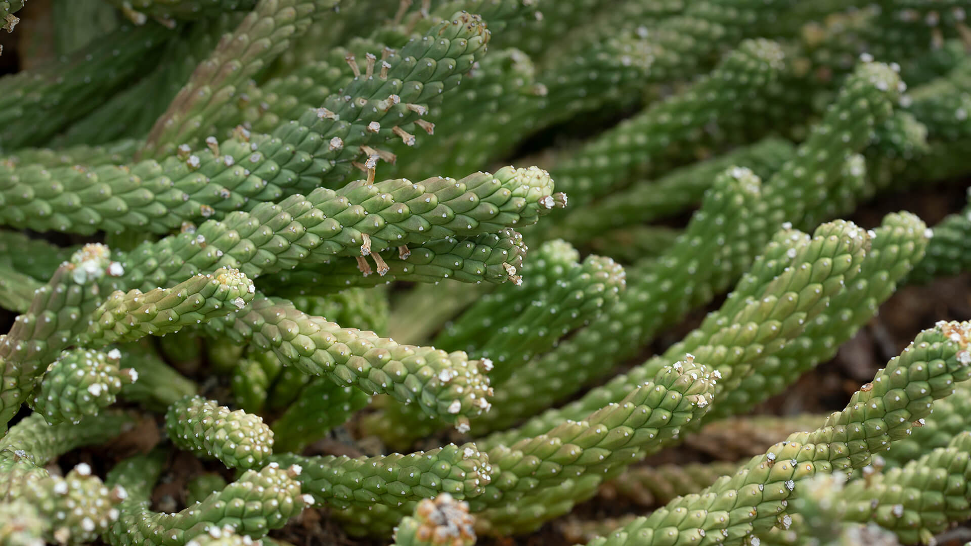 Medusa's Head Euphorbia