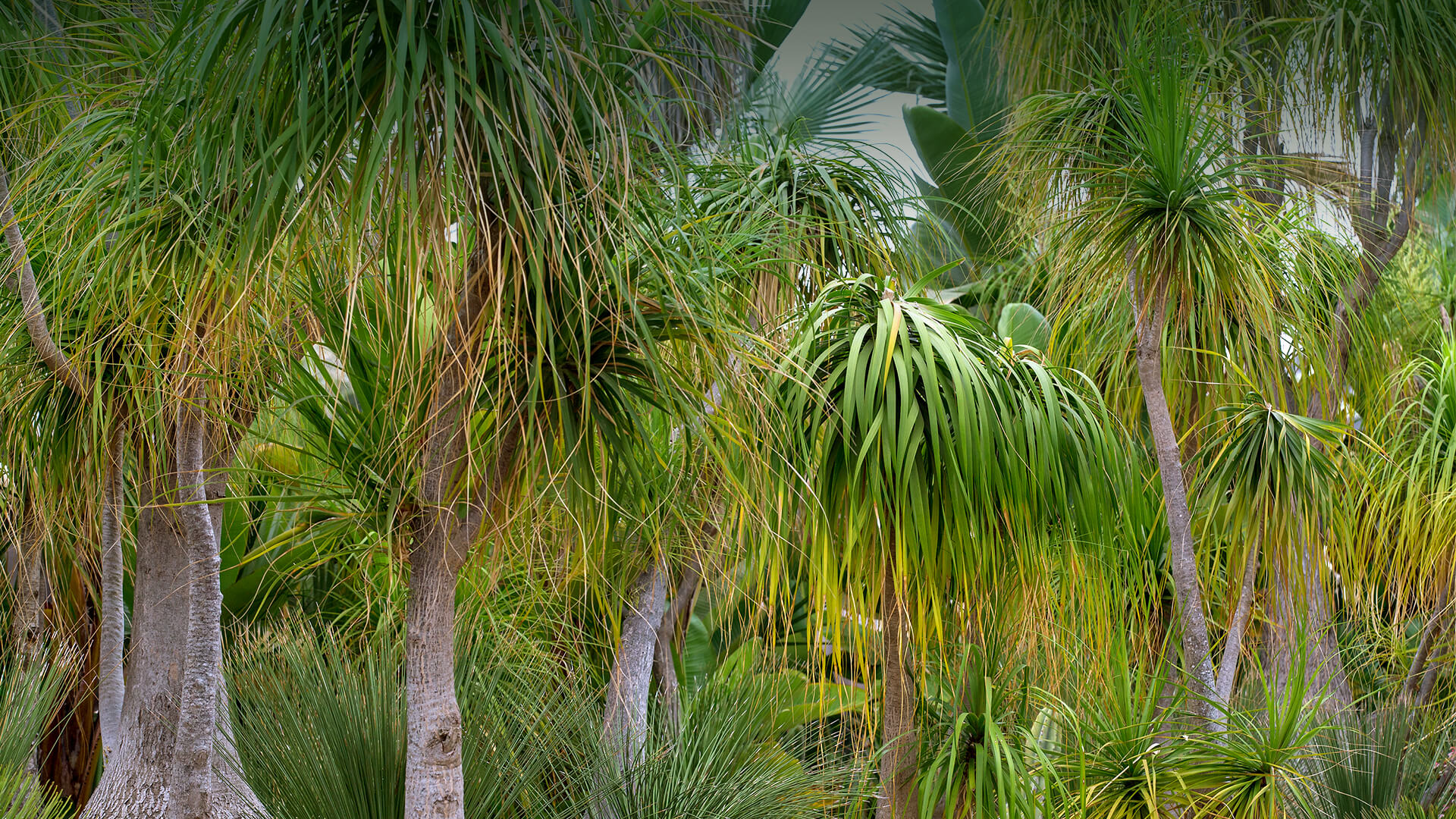Ponytail palm trees
