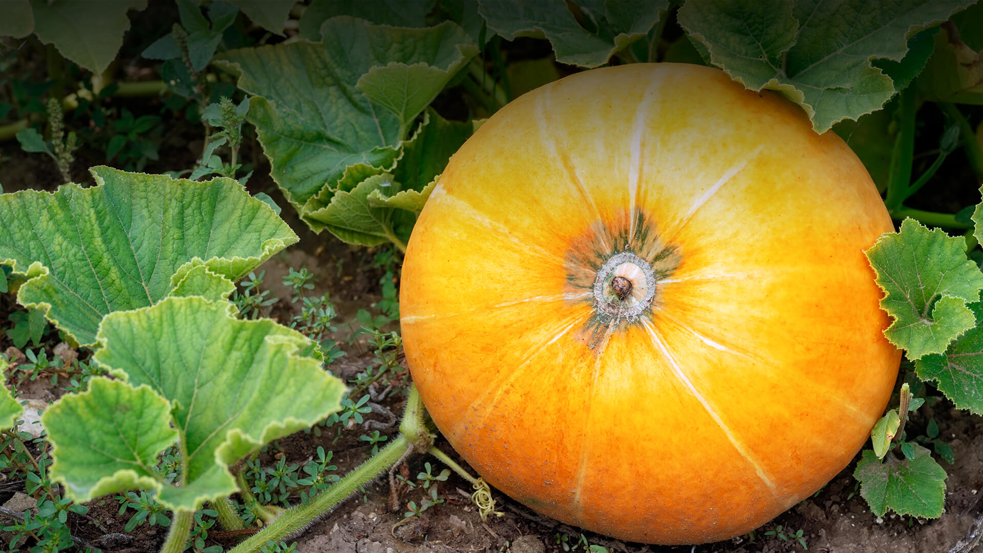 Pumpkin growing from its vine.