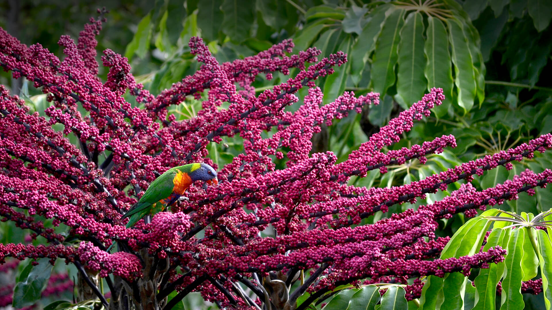 Lorikeet sitting on a flowering Queensland umbrella tree.