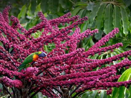 Lorikeet sitting on a flowering Queensland umbrella tree.