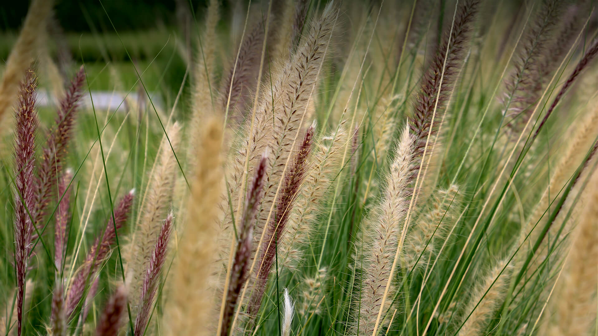 Poaceae grass flowers