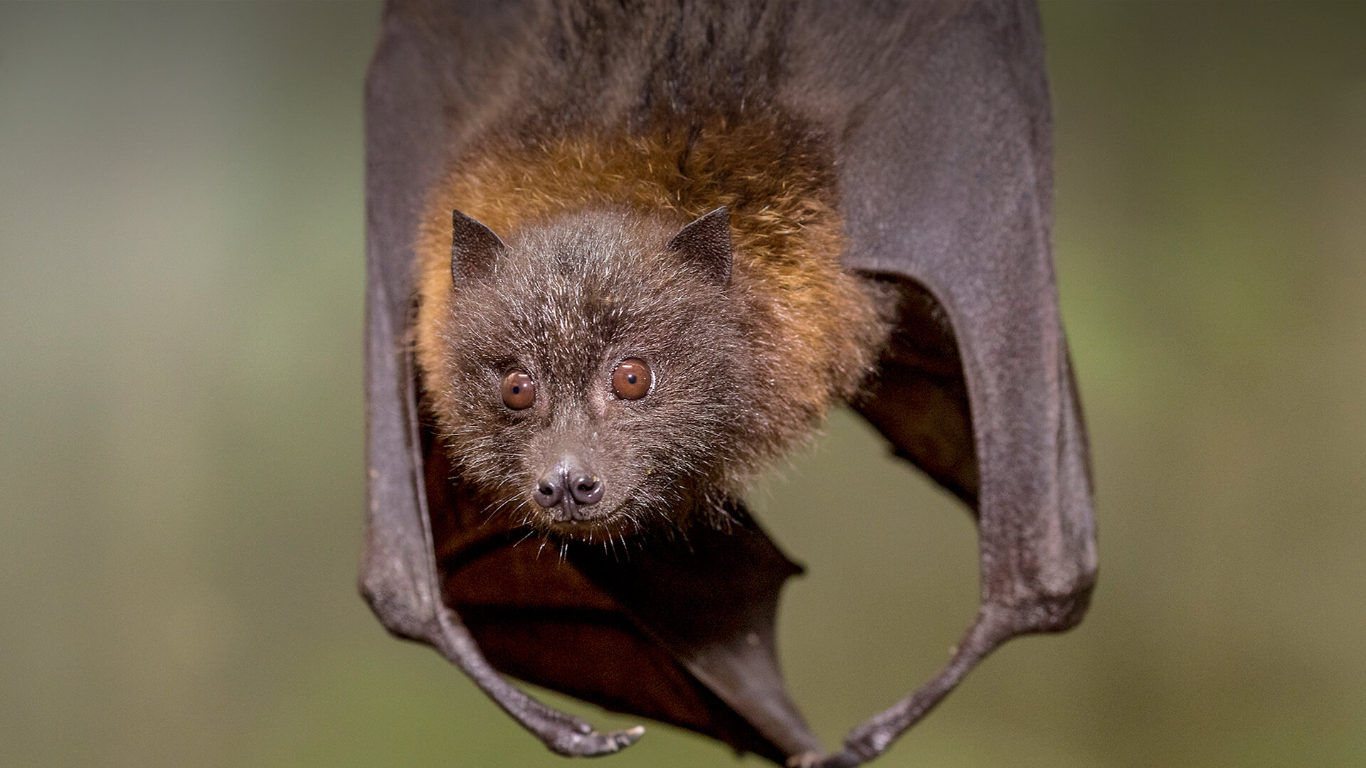 Rodrigues Flying Fox