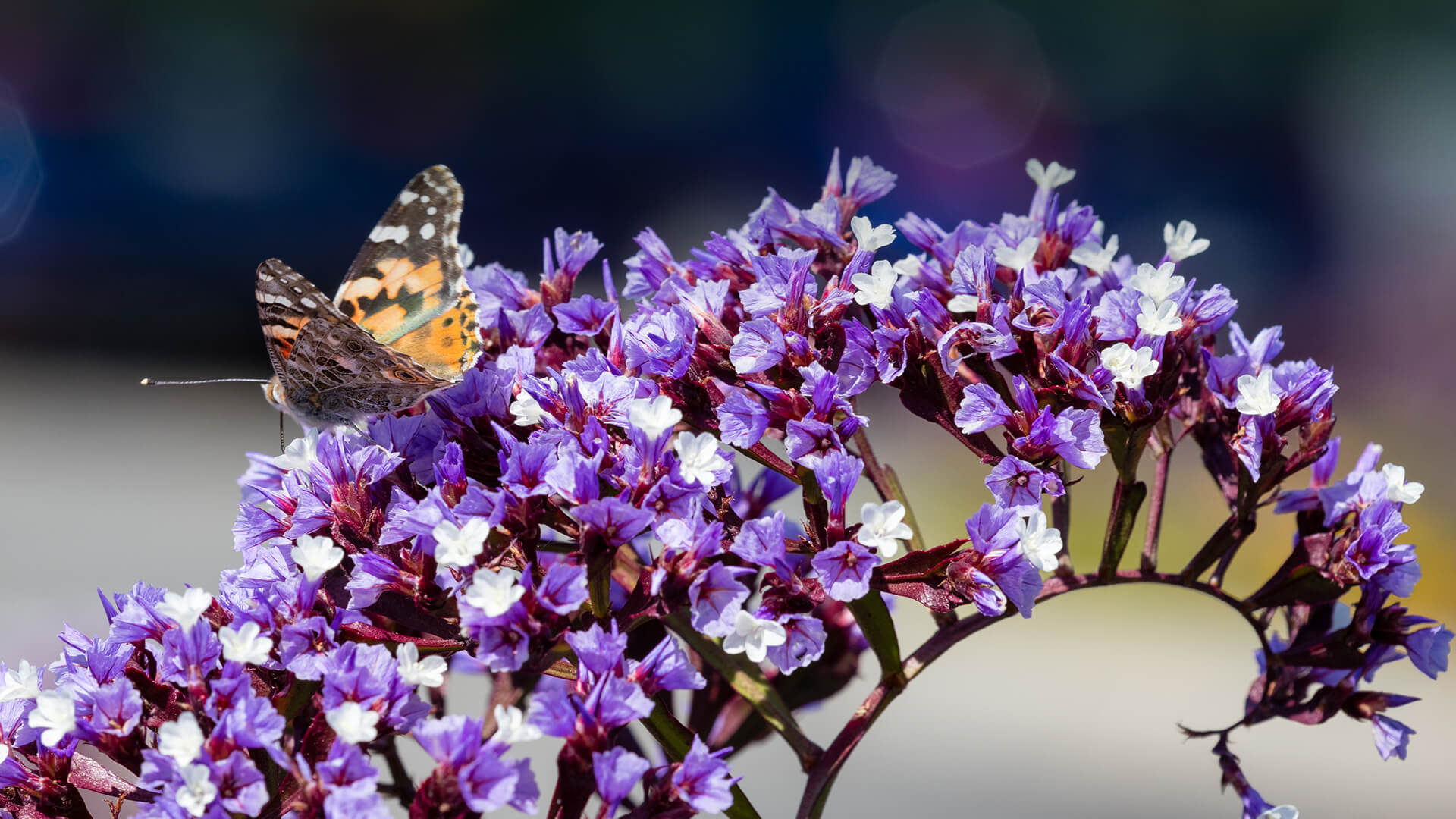 Sea lavender with small butterfly.