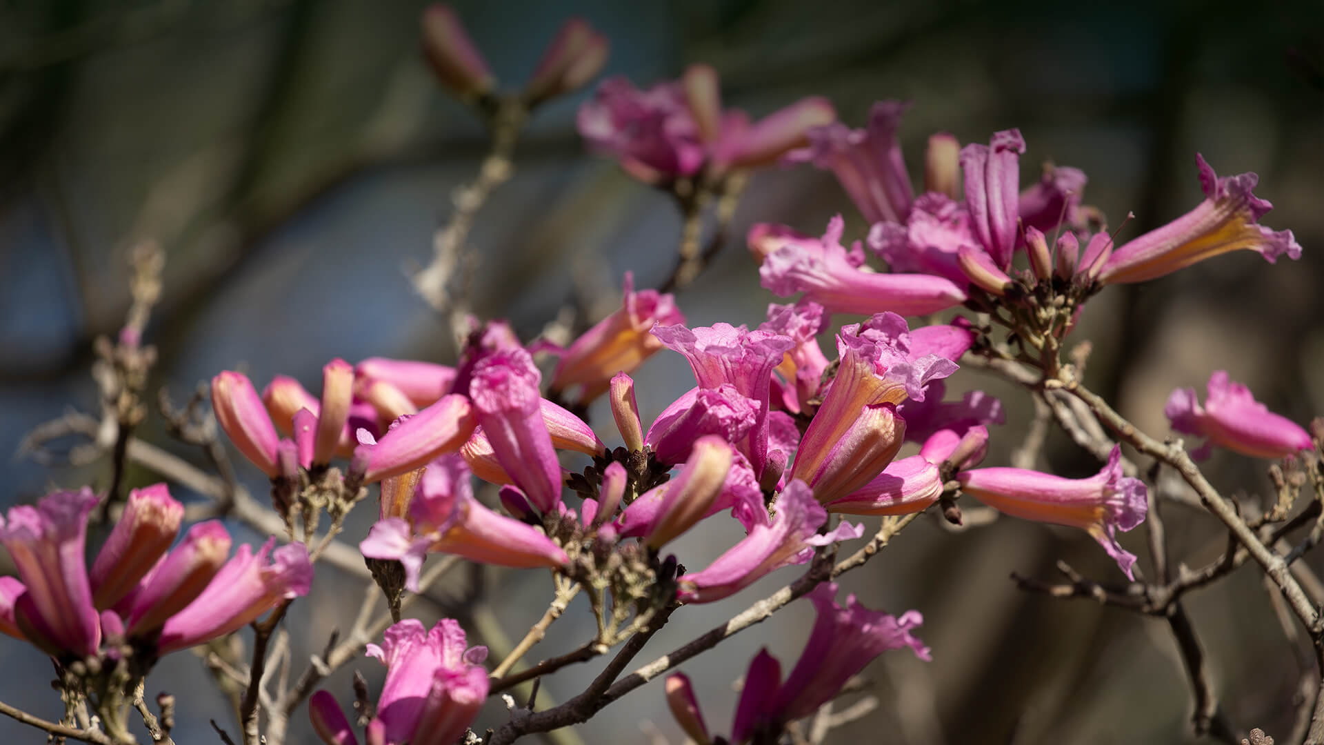 Pink trumpet tree blooms.
