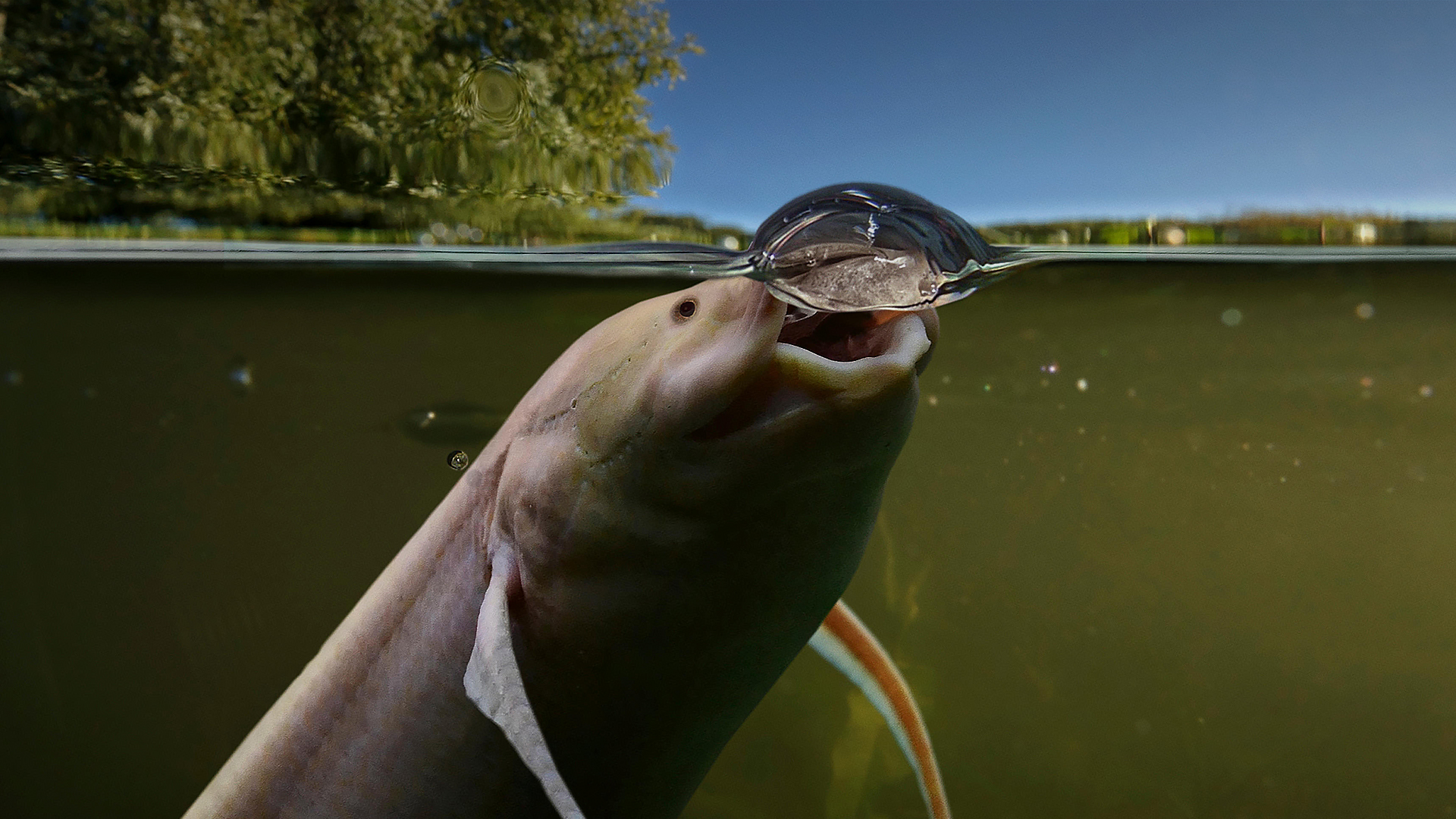 West African lungfish