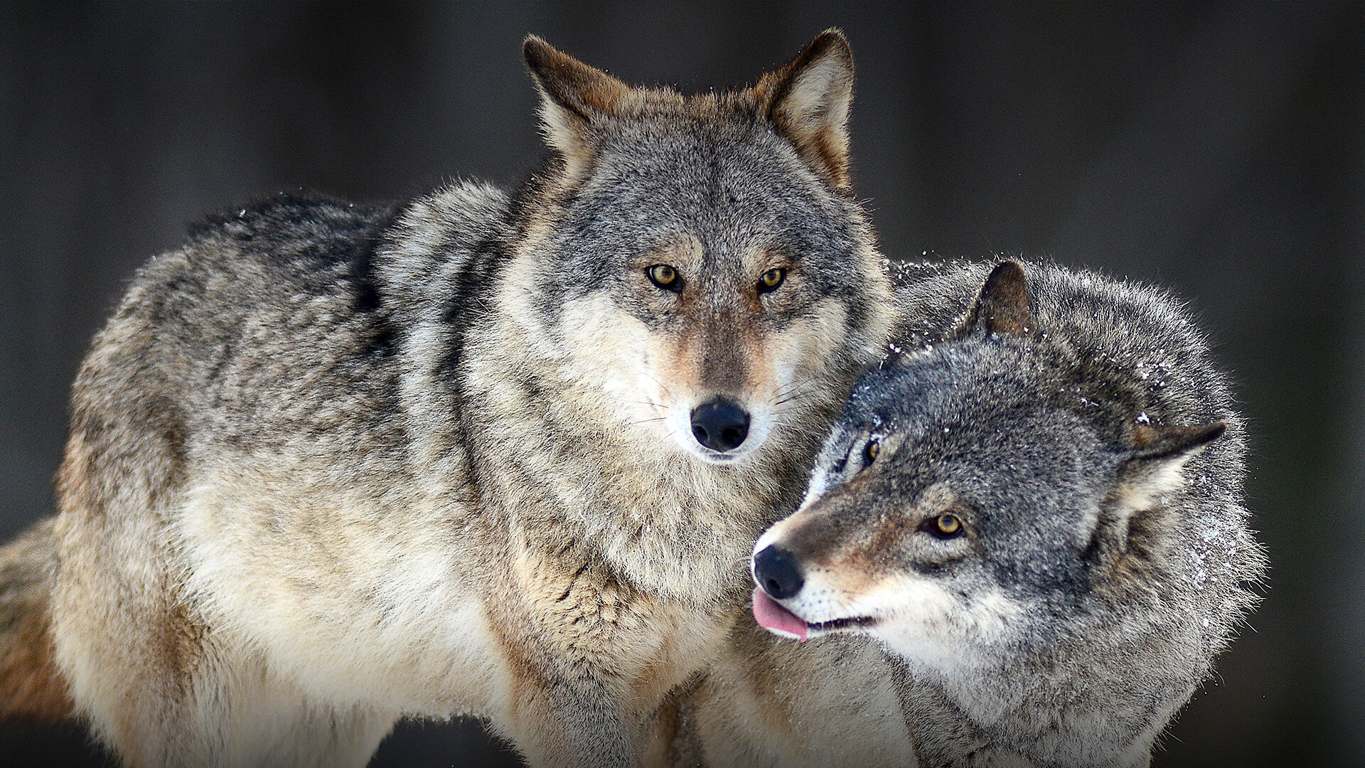 Gray wolves Canis lupus