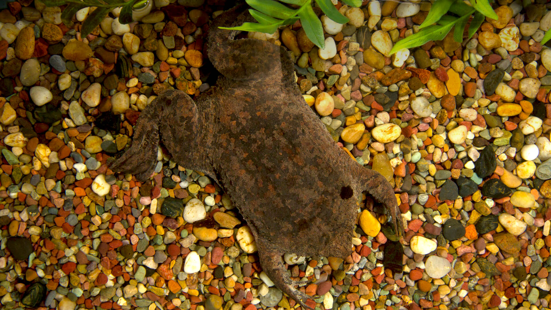 Surinam toad