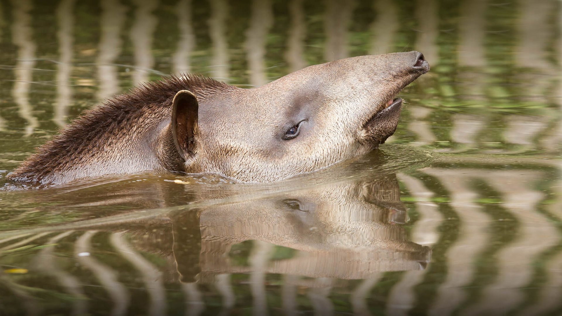South American tapir