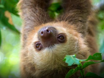 Two-toed sloth
