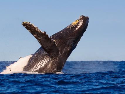Humpback whale