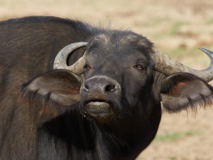 Cape Buffalo