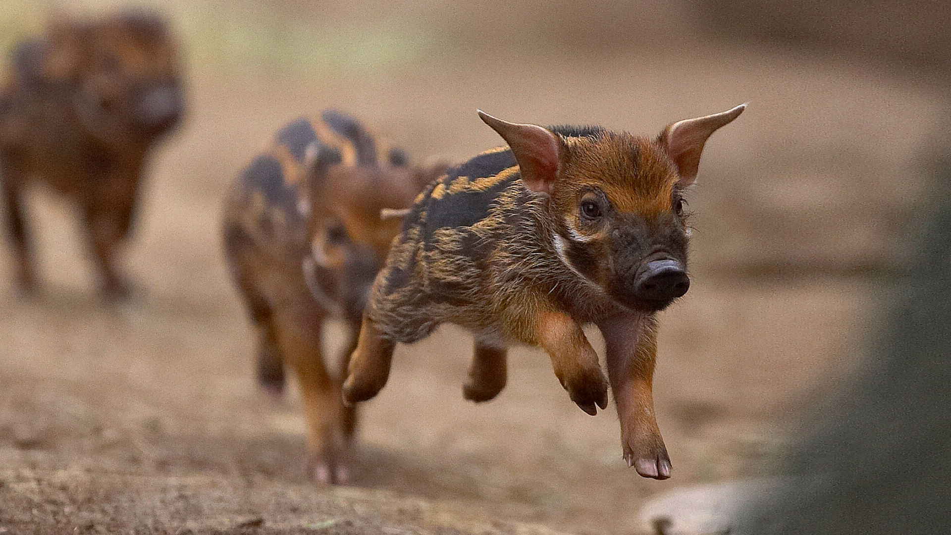 Red River Hog piglets