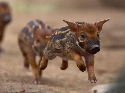 Red River Hog piglets