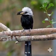 The long-tailed hornbill differs from all other hornbill species: it catches flying insects.