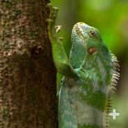 Fiji banded iguana