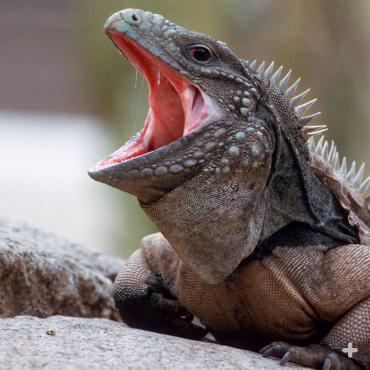 Cuban rock iguana
