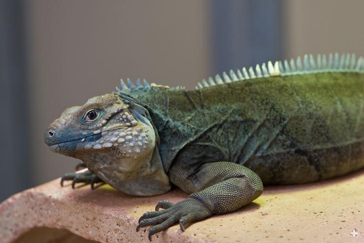 GrandCayman Blue Iguana