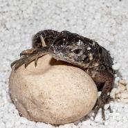 Jamaican iguana hatchling