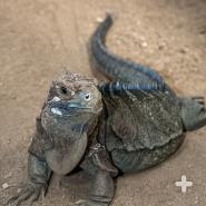 Jamaican iguana adult