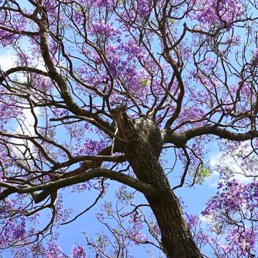Jacaranda trunk and branches