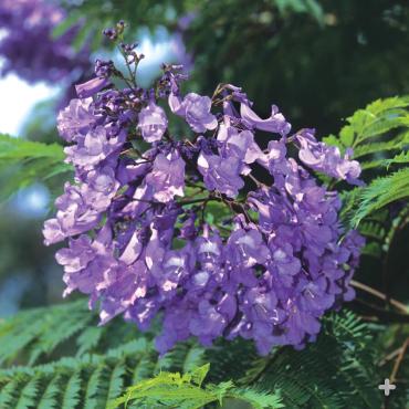 Jacaranda flowers