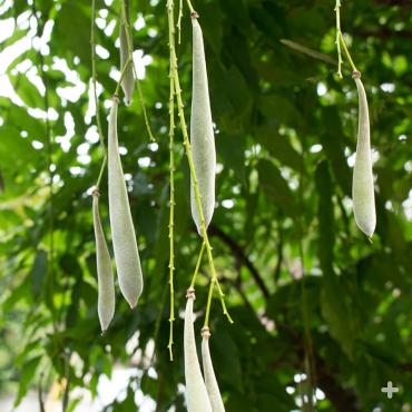Japanese wisteria pods