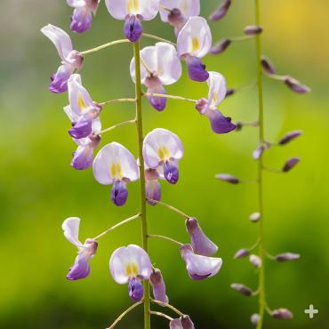 Wisteria flowers
