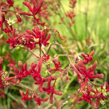 Red kangaroo paw flowers