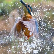 The common kingfisher is a piscivore, and is very good at catching fish.