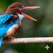 Kingfishers such as this white-breasted kingfisher have a variety of calls, used to announce their territory and more.