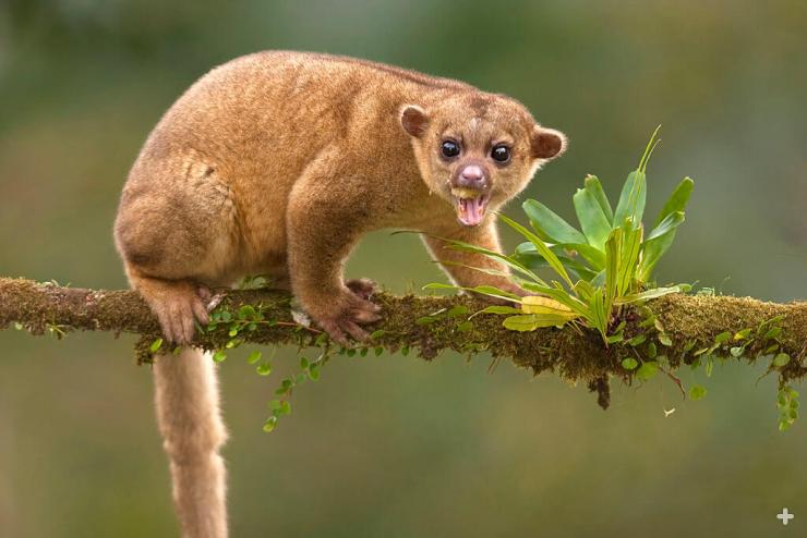 Although classified as a carnivore, a kinkajou's favorite food item is fruit.