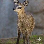 klipspringer baby