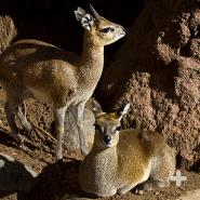 Male and female adult klipspringers