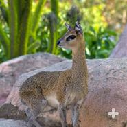 Adult klipspringer