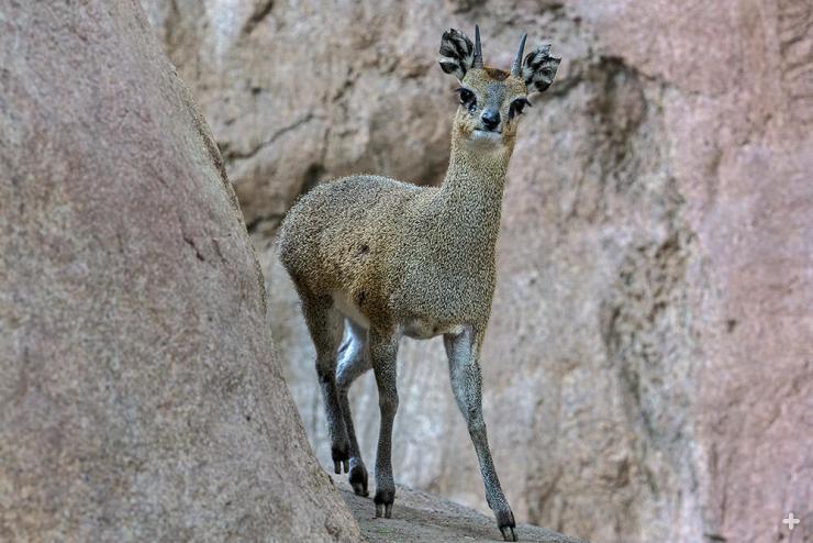Klipspringer peeking out from rocky crevasse