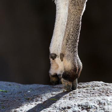 A klipspringer's specialized hooves